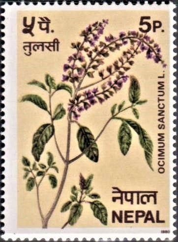 Tulsi : Ocimum sanctum Linn.