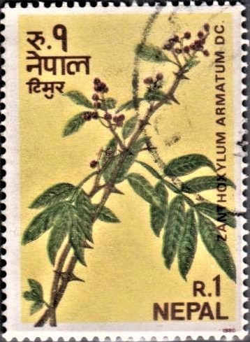 Winged Prickly Ash : Zanthoxylum armatum DC