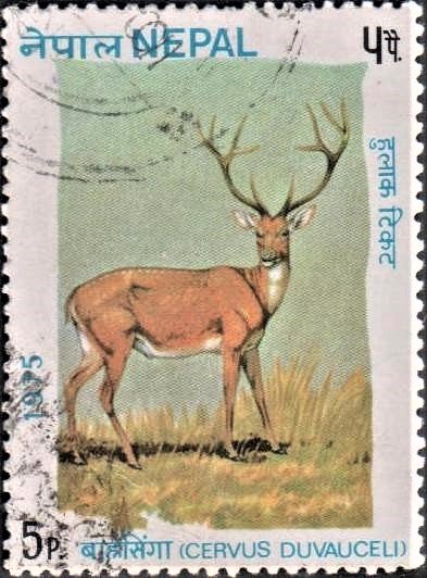 Barasingha (cervus duvauceli)