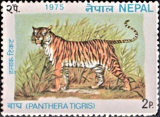 Panthera tigris