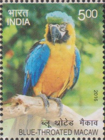 Caninde macaw or Wagler's macaw (Ara glaucogularis)