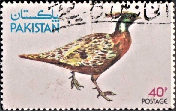 Indian (Kashmir) Koklass pheasant (Galliform)