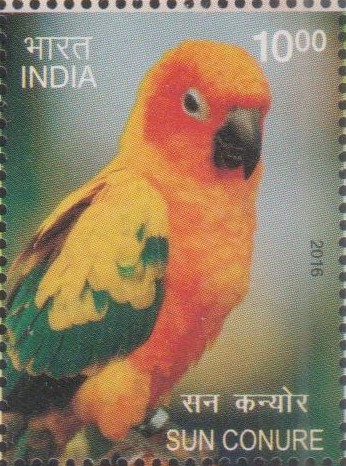 Sun parakeet (Aratinga solstitialis)