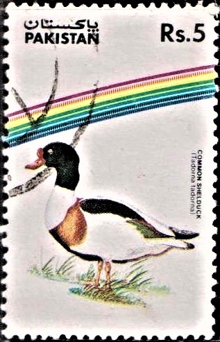 Tadorna tadorna (Waterfowl)