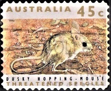 Dusky Hopping Mouse