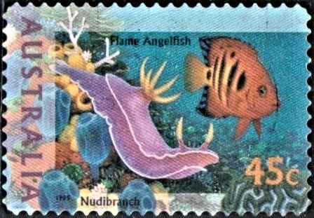 Saltwater Aquarium Fish and Marine Gastropod Molluscs