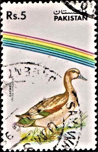 Mareca strepera : Dabbling Duck