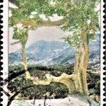 Indian Flowering Tress 1993
