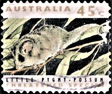 Tasmanian pygmy possum (Cercartetus lepidus)