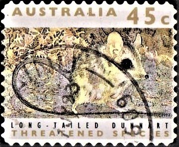 Sminthopsis longicaudata