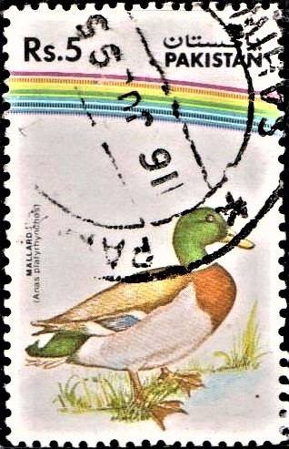 Anas platyrhynchos : Dabbling Duck
