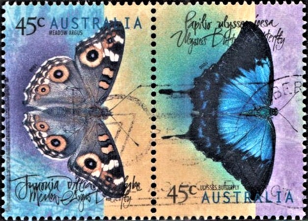 Arhopala centaurus and Junonia villida