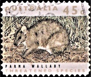 Macropus parma