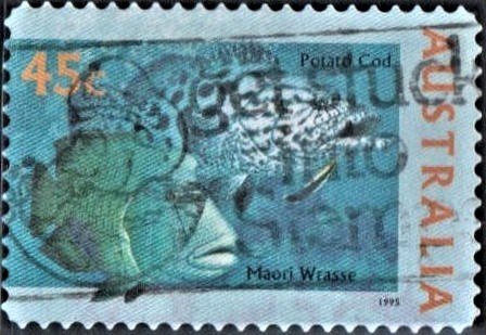 Potato Grouper and Humphead Wrasse