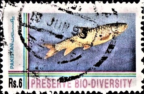 Mahseer : Tor putitora
