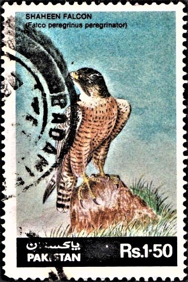 Shaheen Falcon
