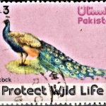 India on World Health Day 1976