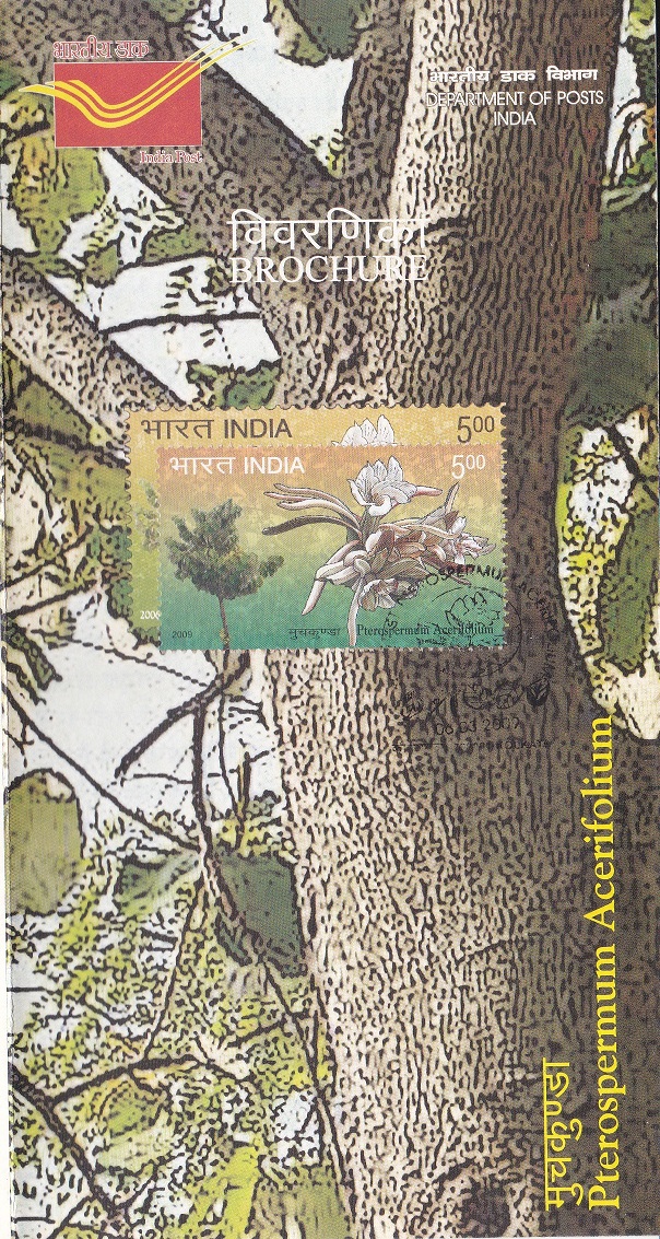 Bayur tree (Muchkund flower) : a Flowering Plant