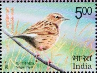 Anthus nilghiriensis