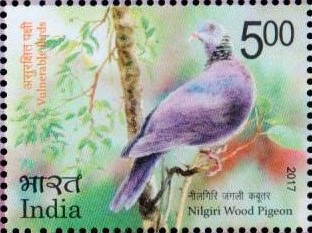 Columba elphinstonii