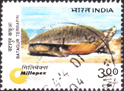 Northern river terrapin