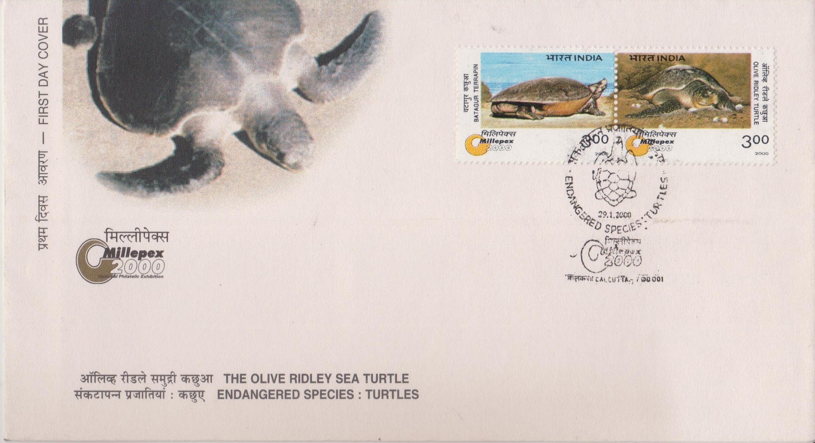 Indian Endangered Species : Turtles