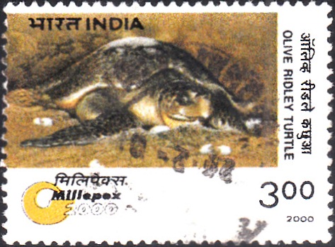 Olive ridley sea turtle