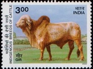 Cow : Gyr