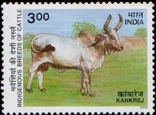 Cow : Kankaraj