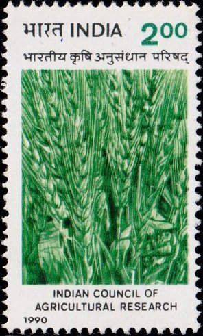 ICAR, Ministry of Agriculture, Agrisearch, Wheat