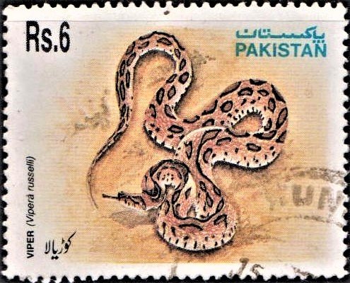 Russell's Viper (Viperidae) : Daboia russelii