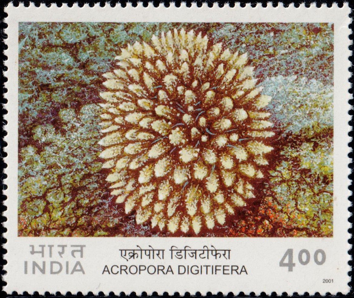 Digitate Coral
