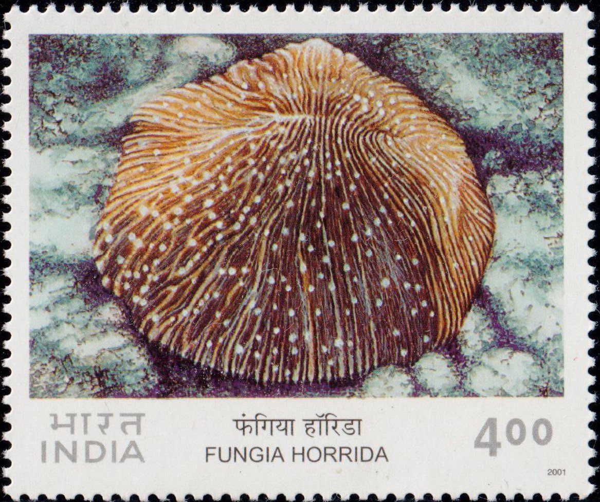 Mushroom Coral