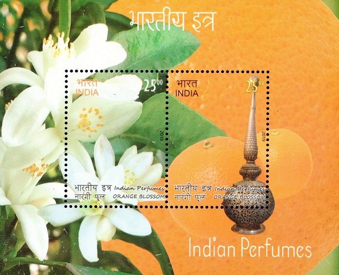 Fragrant Flower of Orange Tree (citrus sinensis)