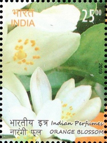 Orange Blossom