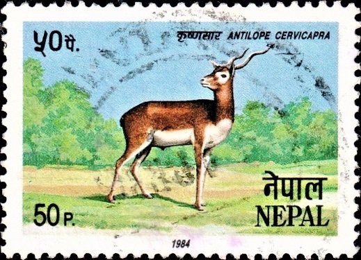 Antilope Cervicapra