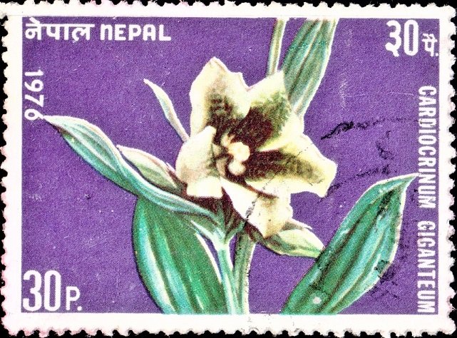 Giant Himalayan lily