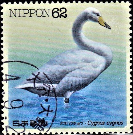 Whooper Swan (common swan)