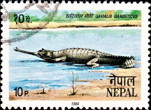 Gharial (Lamthore Gohi) : घड़ियाल