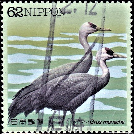 Hooded crane