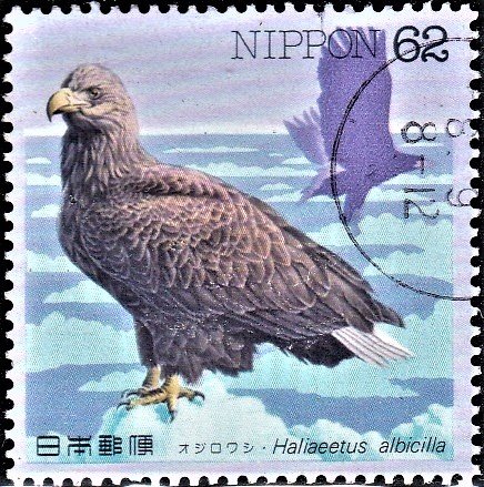 White-tailed eagle