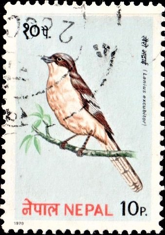 Great grey shrike