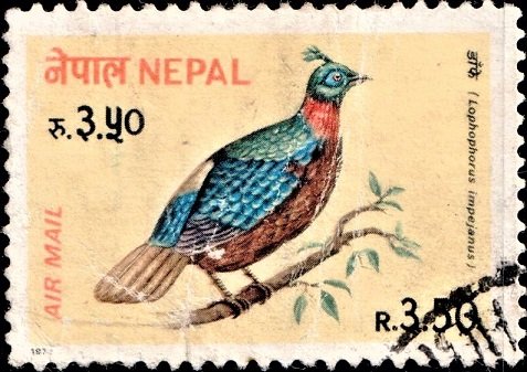 Himalayan monal : Nepal Air Post Stamp 1979