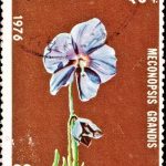 Nepal Butterfly Series 1974