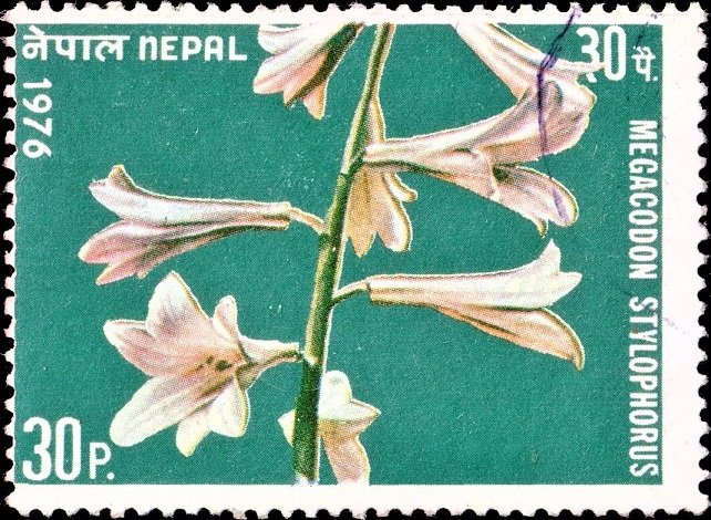 Flower of Nepal