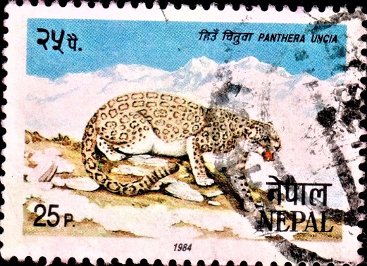 Snow Leopard