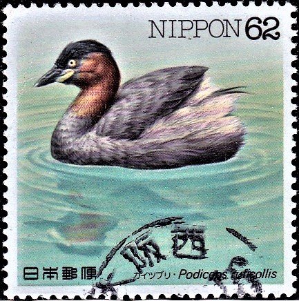Little grebe : Dabchick