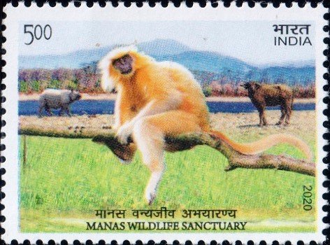 Golden Langur