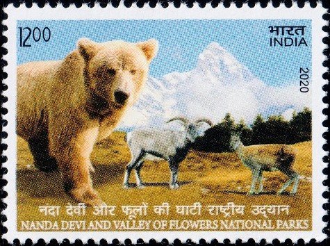 Brown Bear