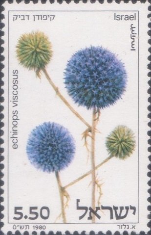 Common Wildflowers in Israel